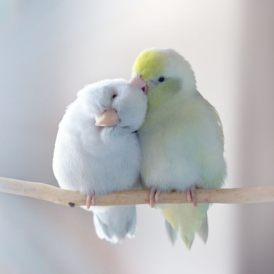 I Document A Storybook Love Between My Pastel Parrotlets, And The Result Will Melt Your Heart