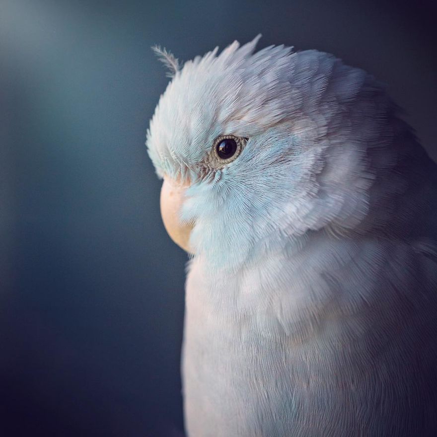 I Document A Storybook Love Between My Pastel Parrotlets, And The Result Will Melt Your Heart