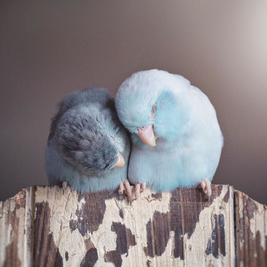 I Document A Storybook Love Between My Pastel Parrotlets, And The Result Will Melt Your Heart