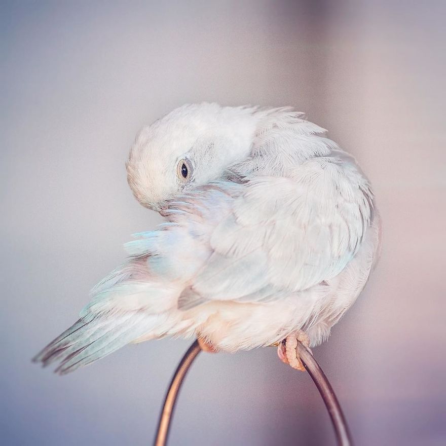 I Document A Storybook Love Between My Pastel Parrotlets, And The Result Will Melt Your Heart
