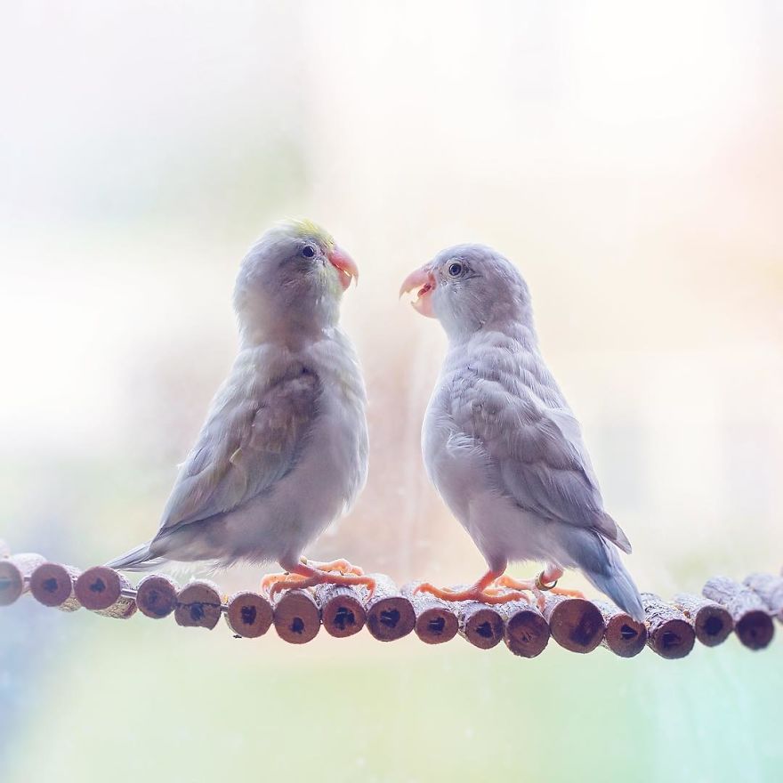 I Document A Storybook Love Between My Pastel Parrotlets, And The Result Will Melt Your Heart