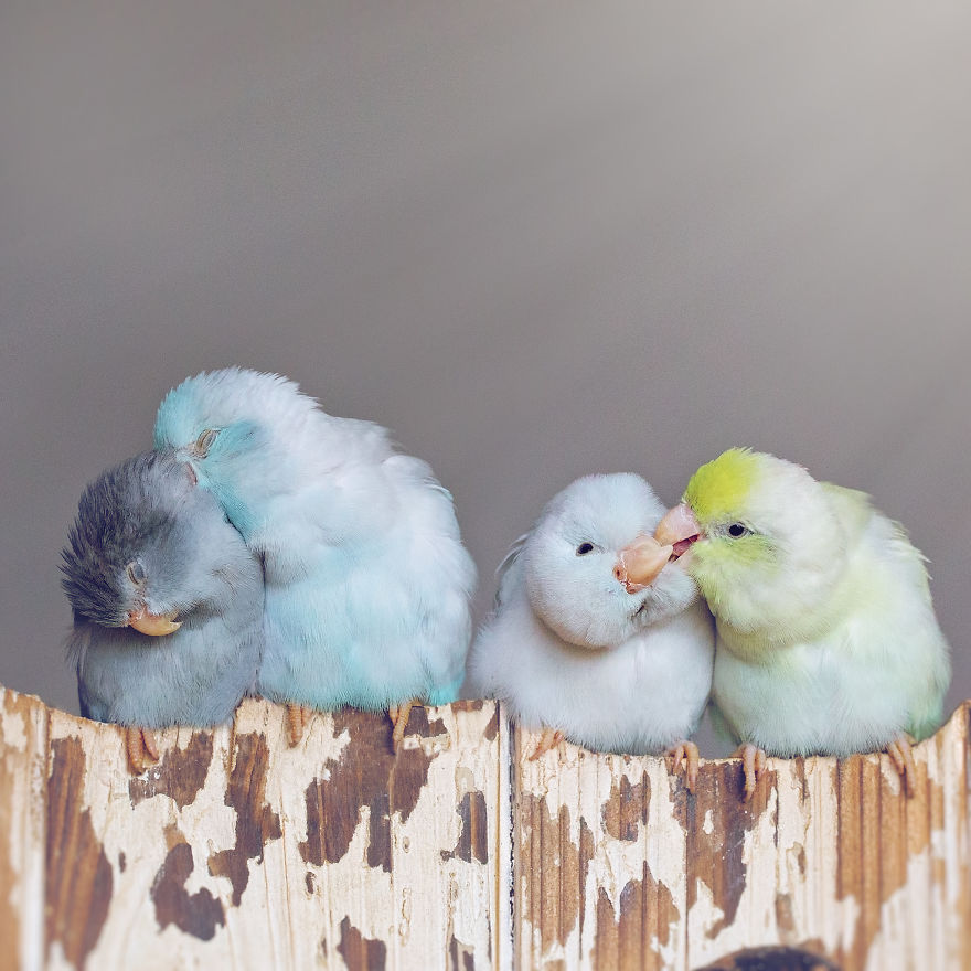 I Document A Storybook Love Between My Pastel Parrotlets, And The Result Will Melt Your Heart