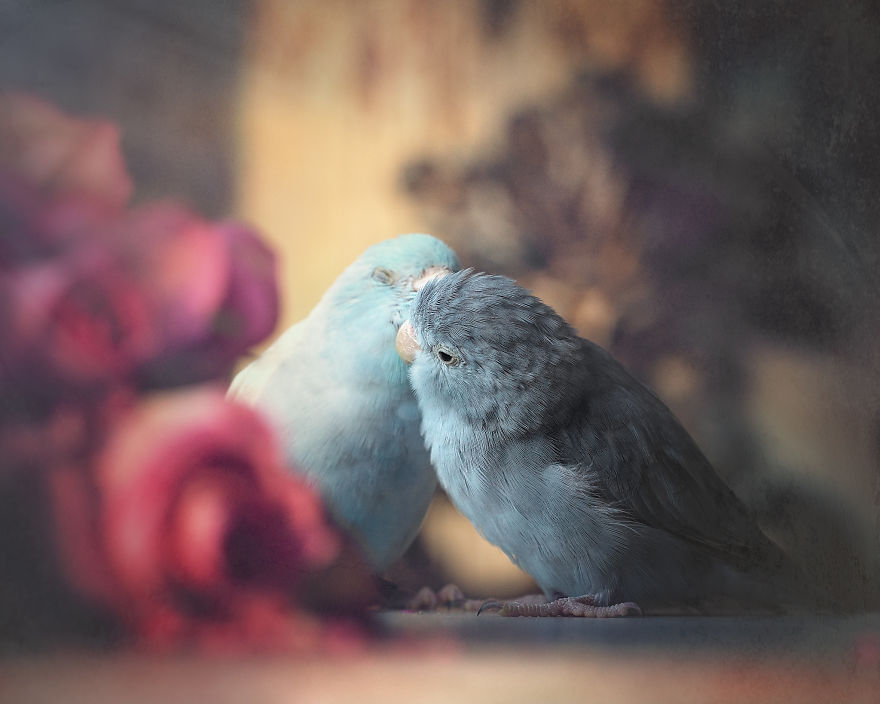 I Document A Storybook Love Between My Pastel Parrotlets, And The Result Will Melt Your Heart