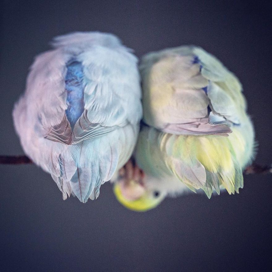 I Document A Storybook Love Between My Pastel Parrotlets, And The Result Will Melt Your Heart