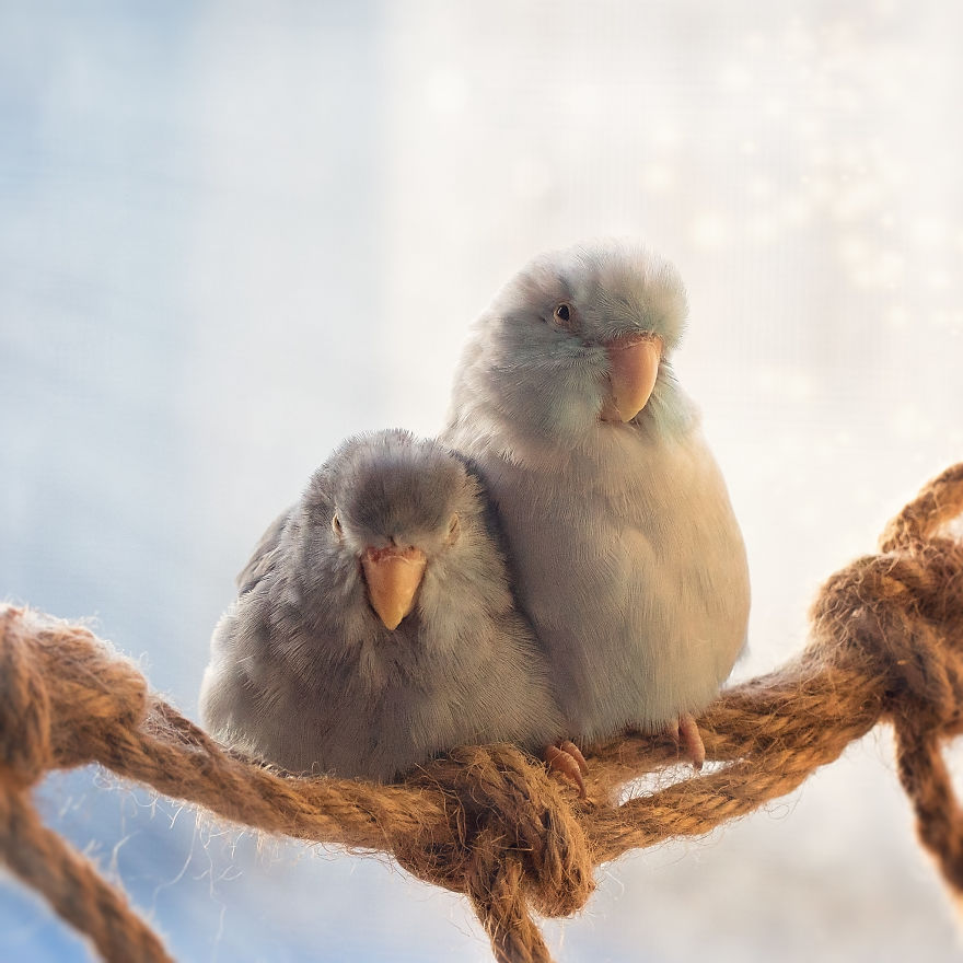 I Document A Storybook Love Between My Pastel Parrotlets, And The Result Will Melt Your Heart