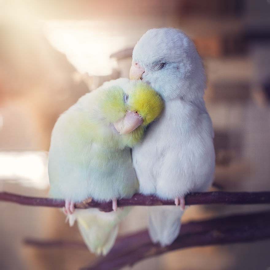 I Document A Storybook Love Between My Pastel Parrotlets, And The Result Will Melt Your Heart