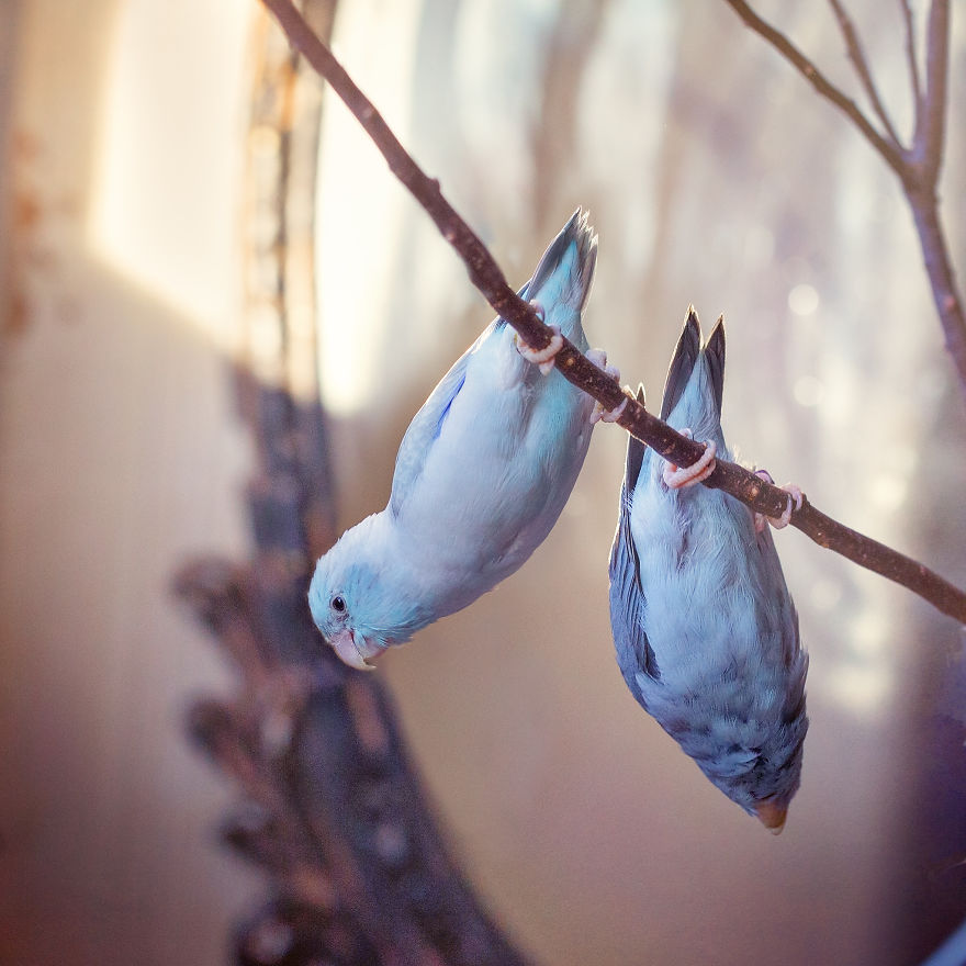 I Document A Storybook Love Between My Pastel Parrotlets, And The Result Will Melt Your Heart