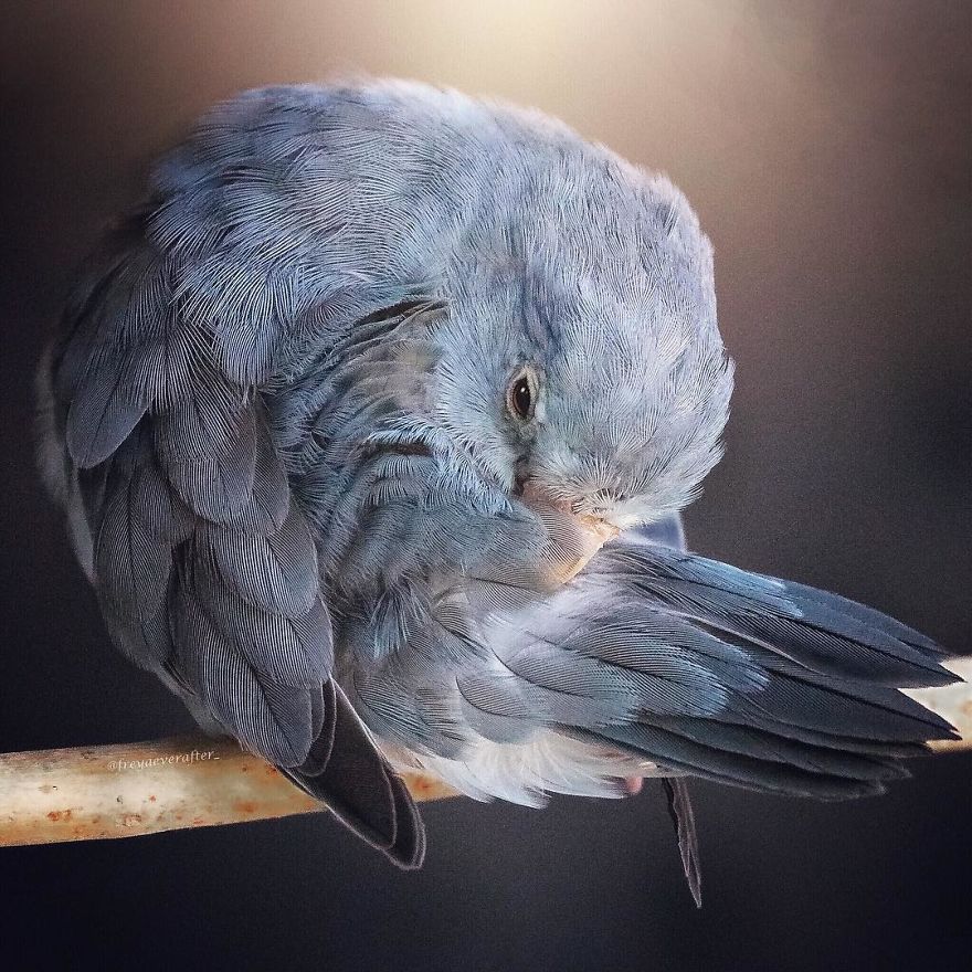 I Document A Storybook Love Between My Pastel Parrotlets, And The Result Will Melt Your Heart