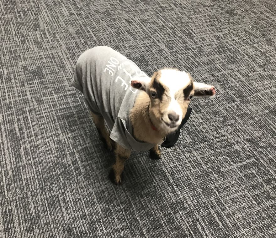 Oliver Martin: The Little Goat That Could Oliver Martin: The Little Goat That Could