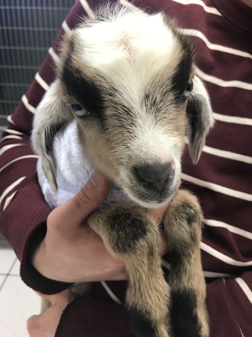 Oliver Martin: The Little Goat That Could Oliver Martin: The Little Goat That Could