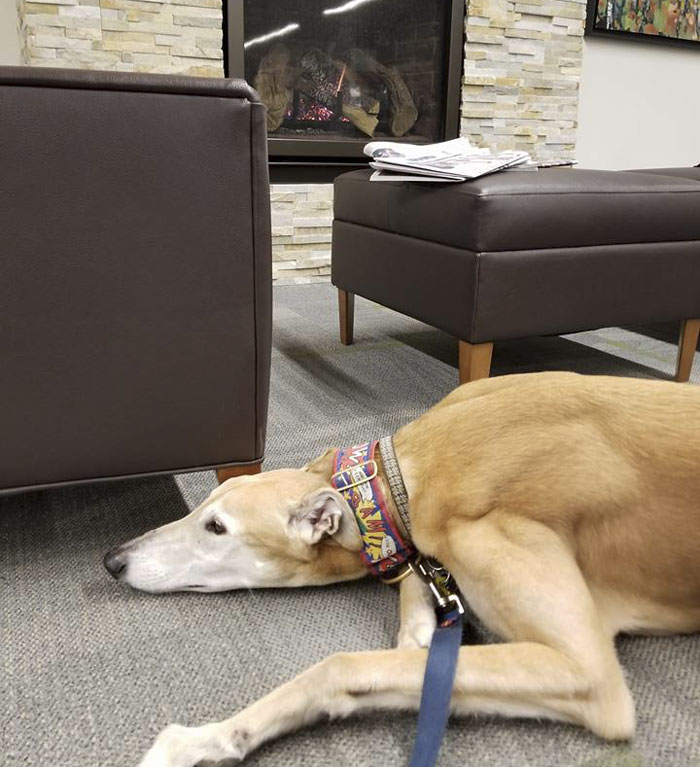 Nobody Shows Up To Read For Retired Greyhound Racer, So Internet Responds In The Best Way Nobody Shows Up To Read For Retired Greyhound Racer, So Internet Responds In The Best Way