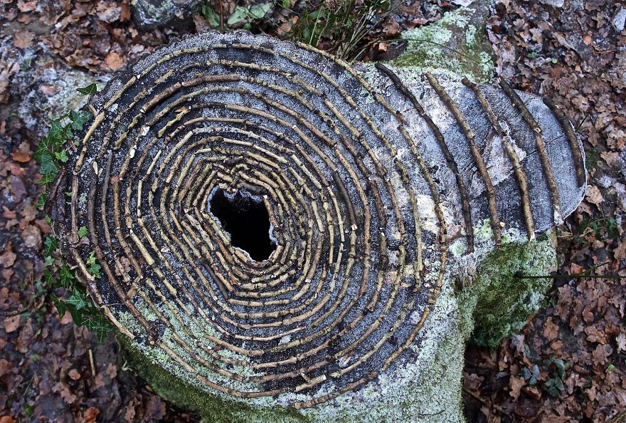 Artist Spends Hours Arranging Natural Objects Into Stunning Mandalas, Leaves Them For You To Find