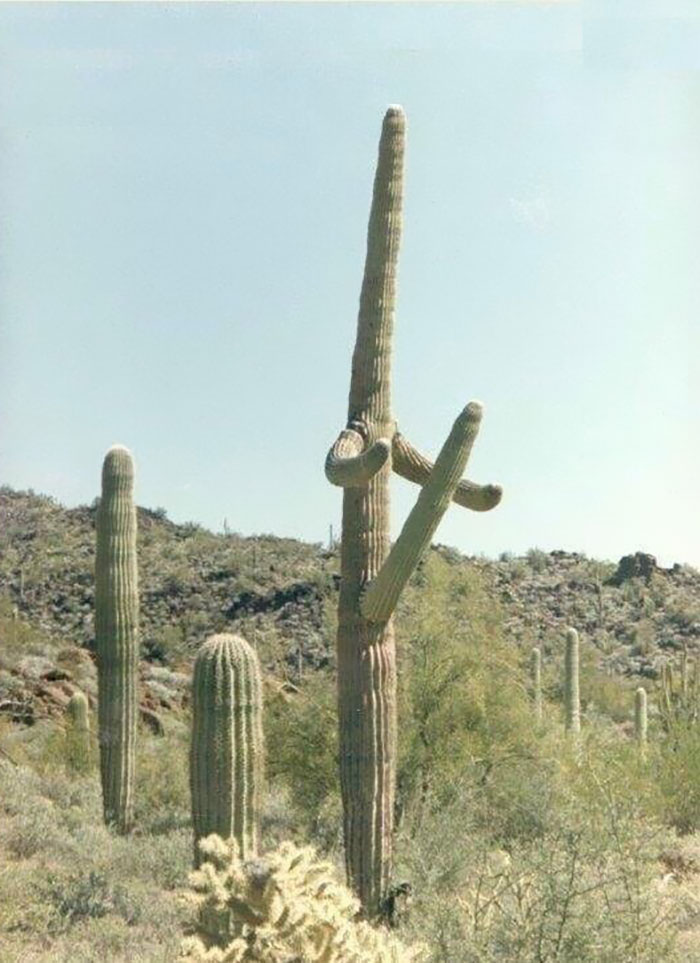 287 ‘Hmmm’ Photos That Raise More Questions Than They Will Answer 287 ‘Hmmm’ Photos That Raise More Questions Than They Will Answer