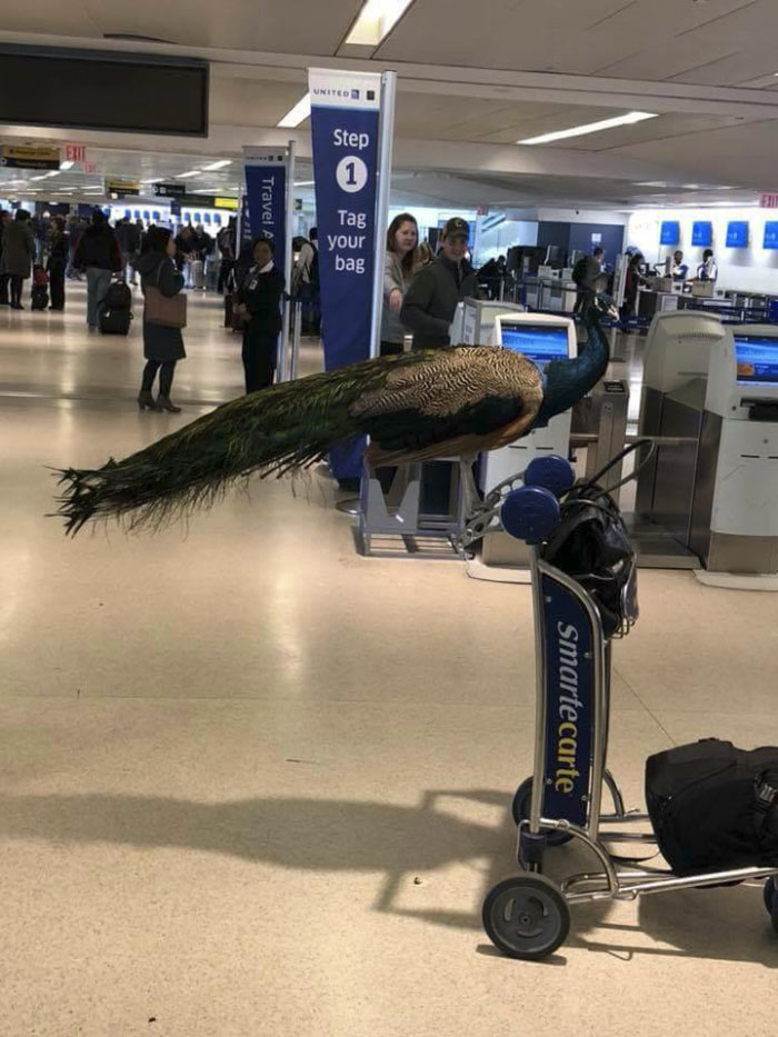 Giant Emotional Support Peacock Denied Seat On Flight, And Here’s How Internet Reacts