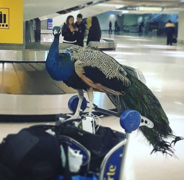 Giant Emotional Support Peacock Denied Seat On Flight, And Here’s How Internet Reacts