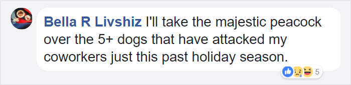 Giant Emotional Support Peacock Denied Seat On Flight, And Here’s How Internet Reacts