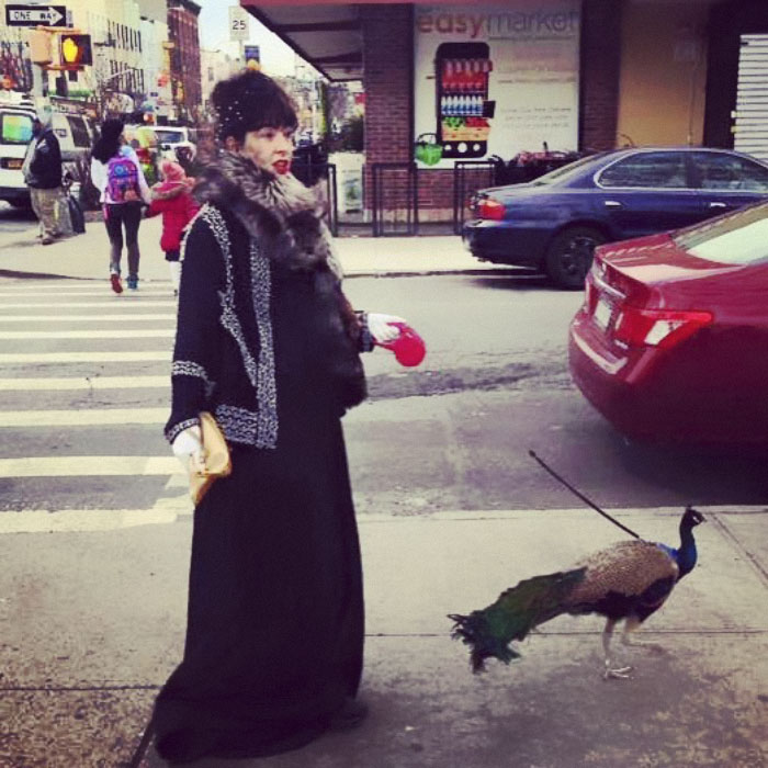 Giant Emotional Support Peacock Denied Seat On Flight, And Here’s How Internet Reacts