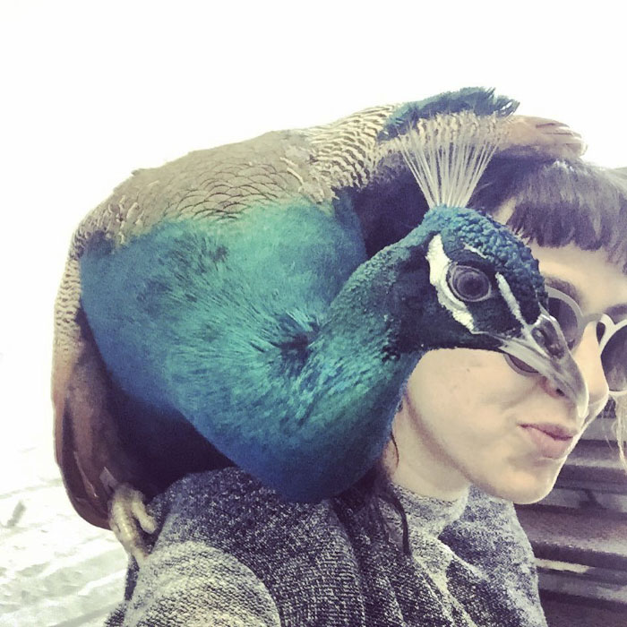 Giant Emotional Support Peacock Denied Seat On Flight, And Here’s How Internet Reacts