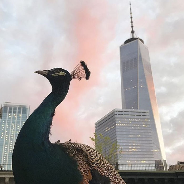 Giant Emotional Support Peacock Denied Seat On Flight, And Here’s How Internet Reacts