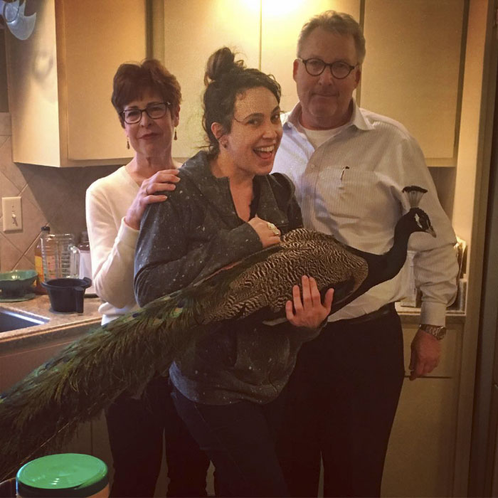 Giant Emotional Support Peacock Denied Seat On Flight, And Here’s How Internet Reacts