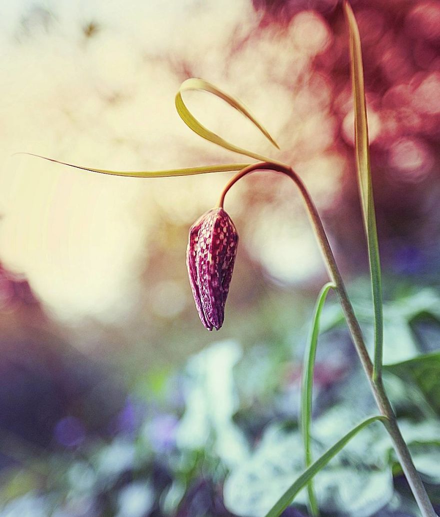 Hi I&#8217;m Grace And I Paint With My Camera