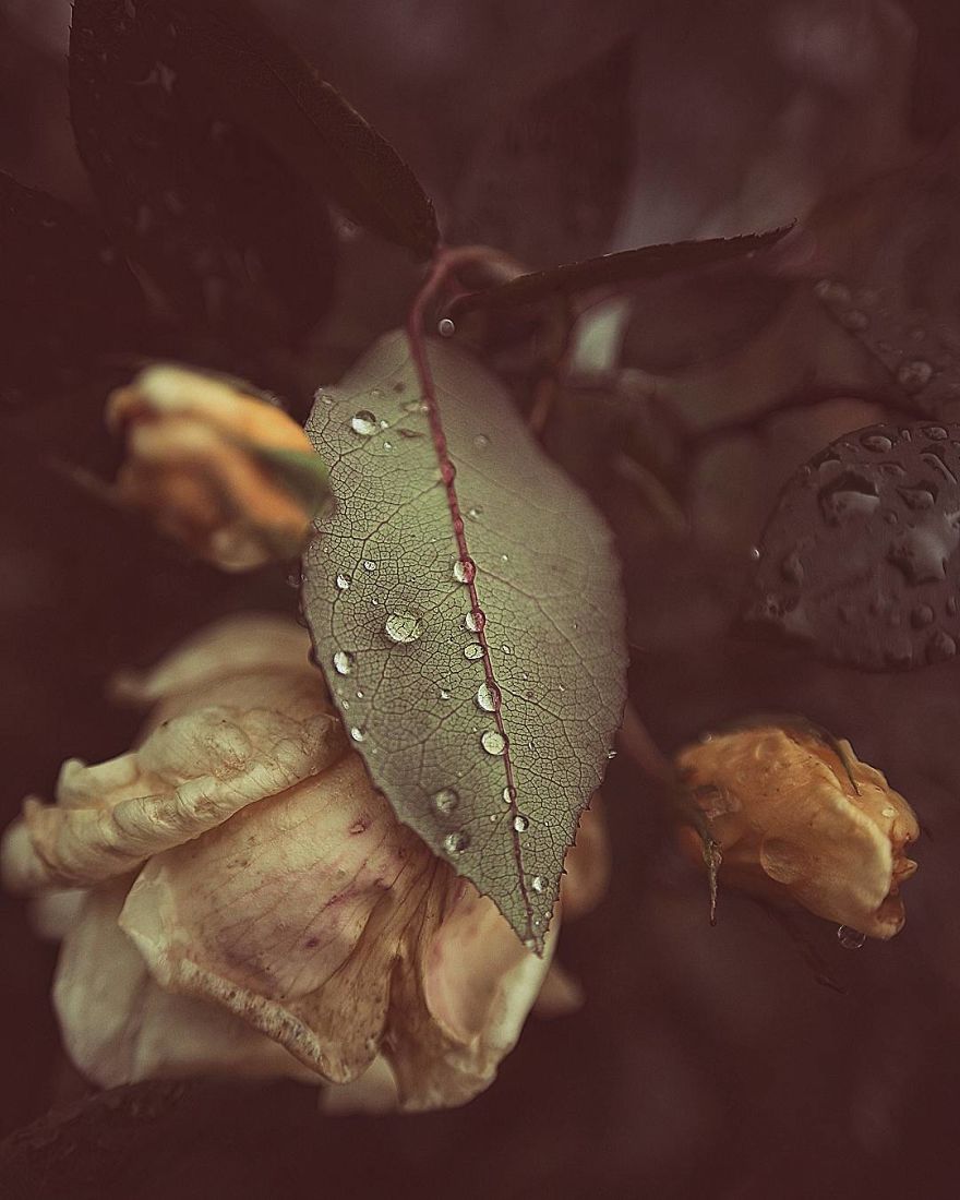 Hi I&#8217;m Grace And I Paint With My Camera