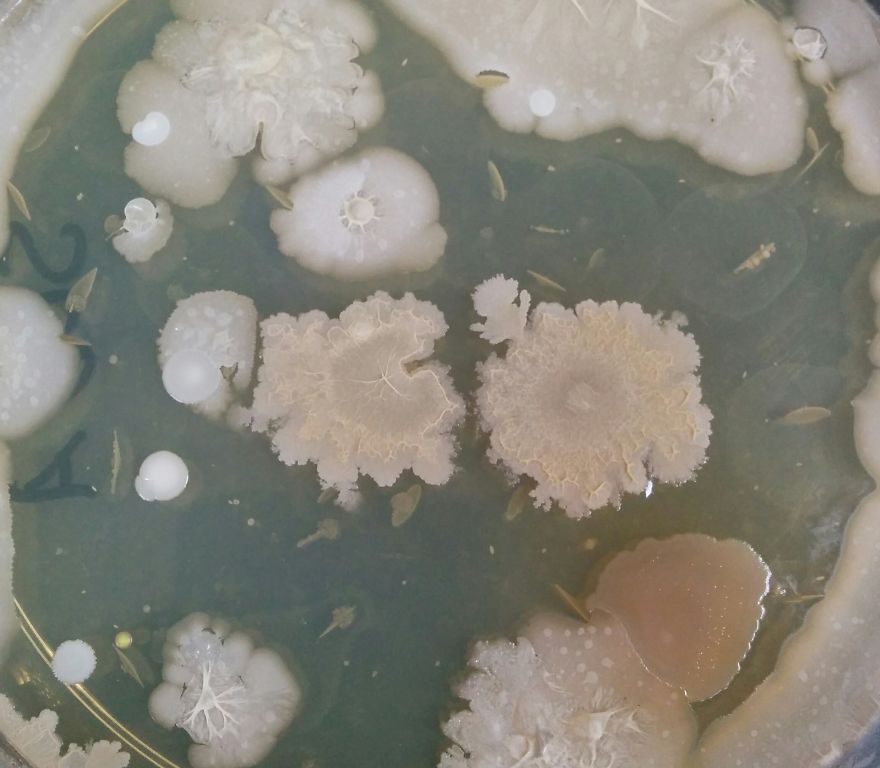 I Find Cosmos Under My Microscope And With Microbial Plate – Microsmos I Find Cosmos Under My Microscope And With Microbial Plate – Microsmos