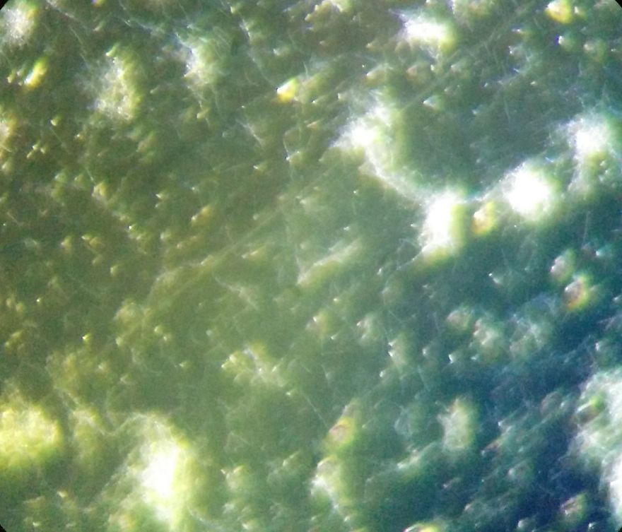 I Find Cosmos Under My Microscope And With Microbial Plate – Microsmos I Find Cosmos Under My Microscope And With Microbial Plate – Microsmos