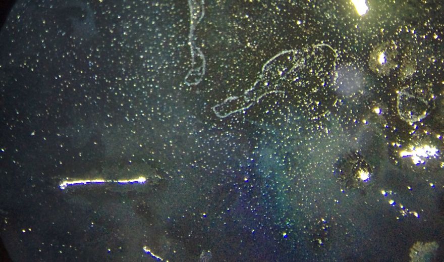 I Find Cosmos Under My Microscope And With Microbial Plate – Microsmos I Find Cosmos Under My Microscope And With Microbial Plate – Microsmos