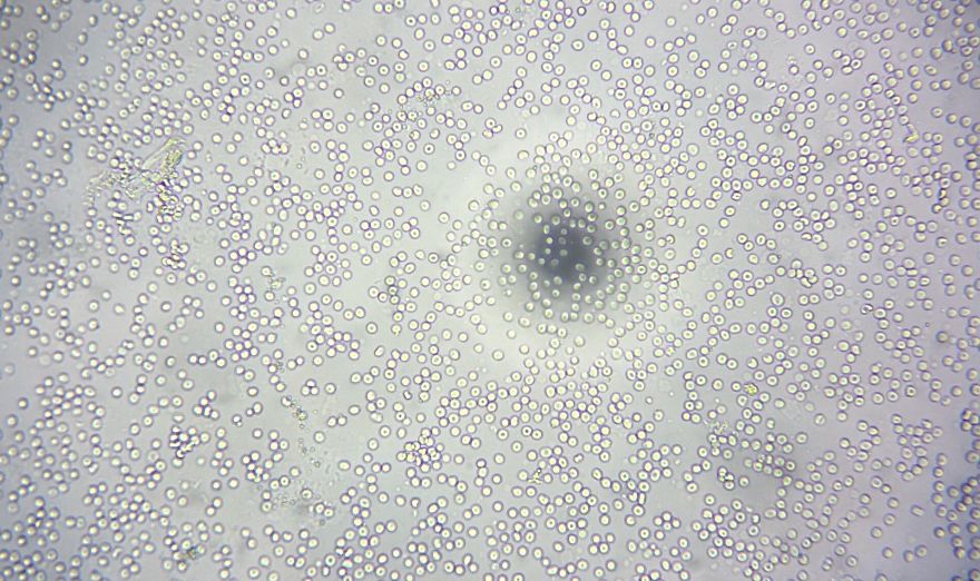 I Find Cosmos Under My Microscope And With Microbial Plate – Microsmos I Find Cosmos Under My Microscope And With Microbial Plate – Microsmos