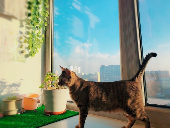 I Never Know What My Cat Thinking About&#8230;