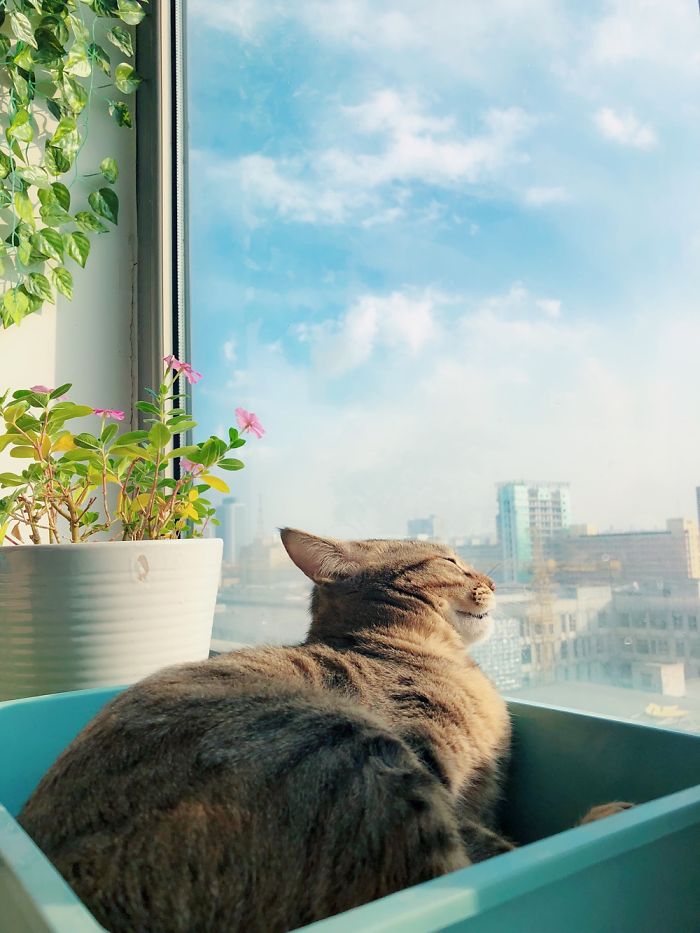 I Never Know What My Cat Thinking About&#8230;