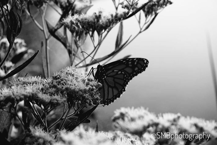 The Butterflies And The Bees