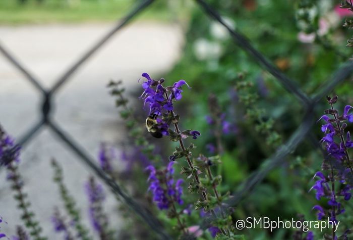 The Butterflies And The Bees