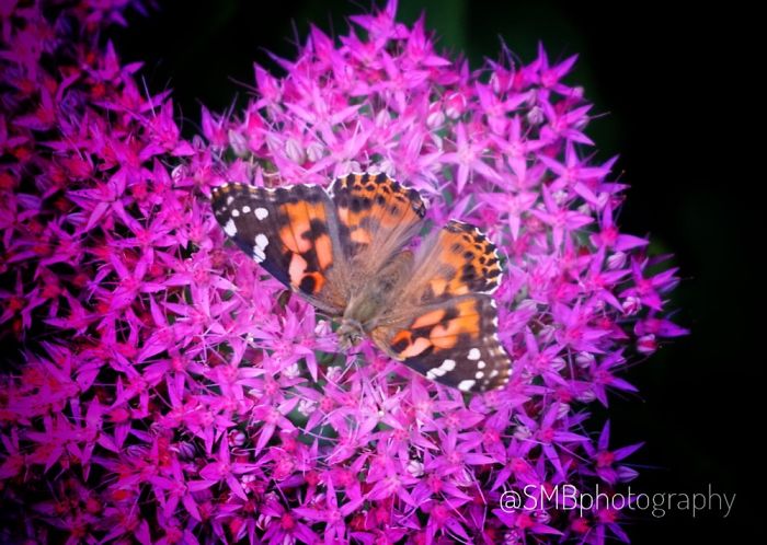 The Butterflies And The Bees