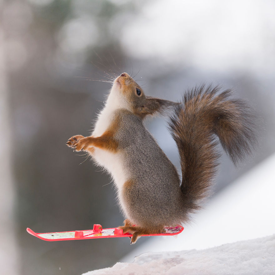 Squirrel Winter Olympics