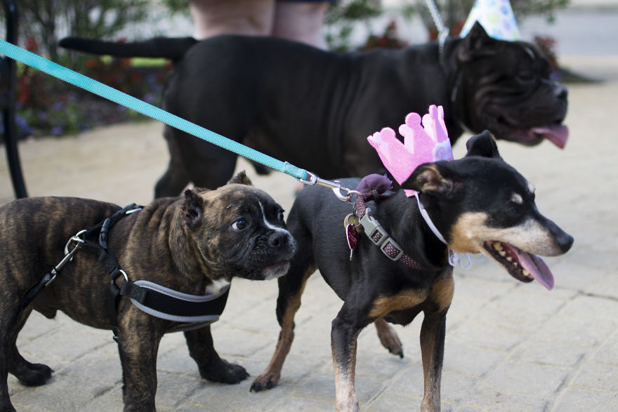 My Mom&#8217;s Dog Turned 15 So We Celebrated With A Puppy Ice Cream Party!