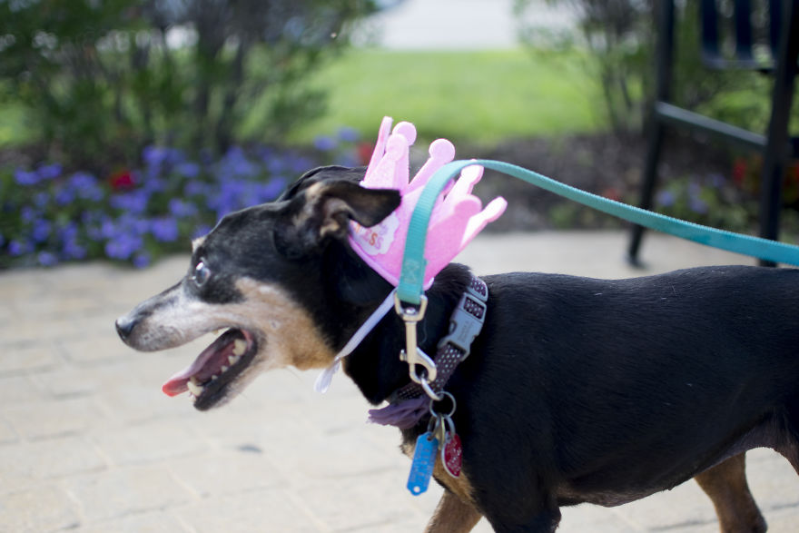 My Mom&#8217;s Dog Turned 15 So We Celebrated With A Puppy Ice Cream Party!