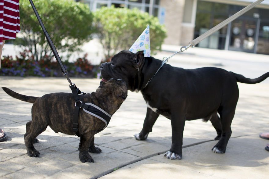 My Mom&#8217;s Dog Turned 15 So We Celebrated With A Puppy Ice Cream Party!