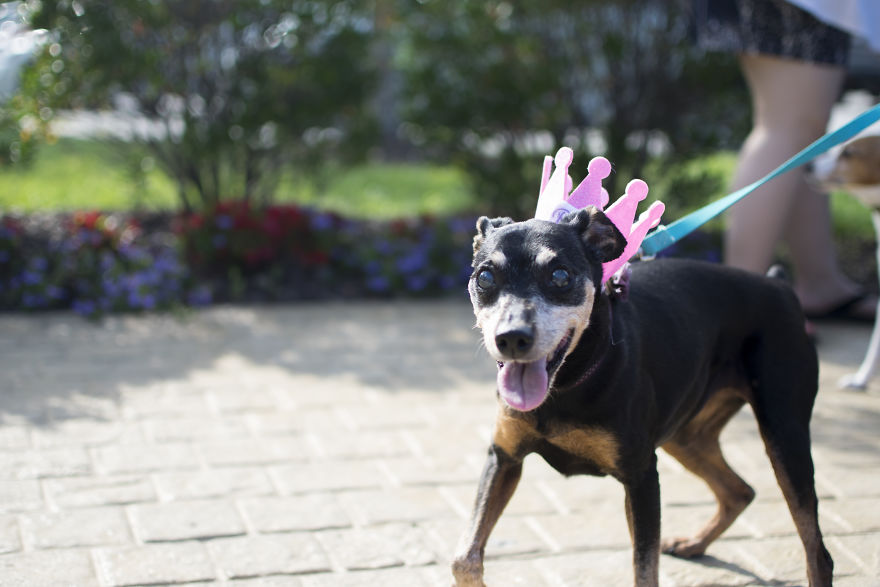 My Mom&#8217;s Dog Turned 15 So We Celebrated With A Puppy Ice Cream Party!