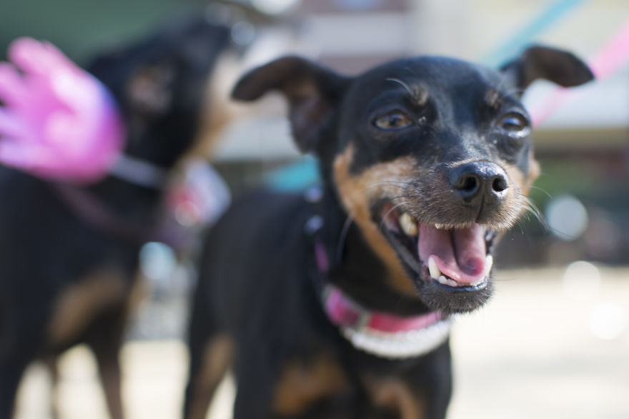 My Mom&#8217;s Dog Turned 15 So We Celebrated With A Puppy Ice Cream Party!