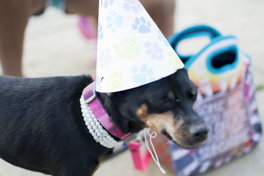 My Mom&#8217;s Dog Turned 15 So We Celebrated With A Puppy Ice Cream Party!