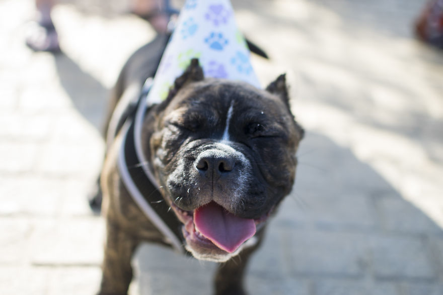 My Mom&#8217;s Dog Turned 15 So We Celebrated With A Puppy Ice Cream Party!