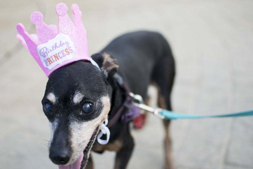 My Mom&#8217;s Dog Turned 15 So We Celebrated With A Puppy Ice Cream Party!
