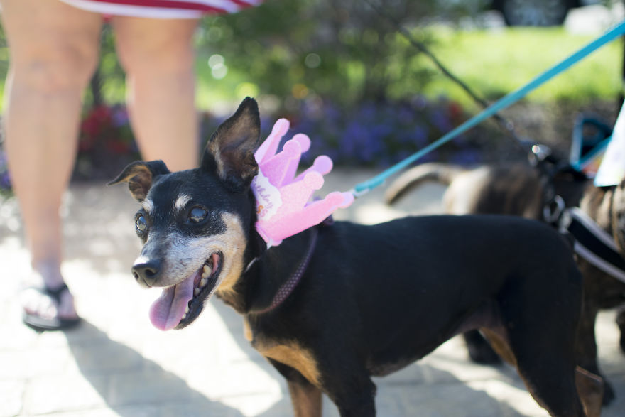 My Mom&#8217;s Dog Turned 15 So We Celebrated With A Puppy Ice Cream Party!