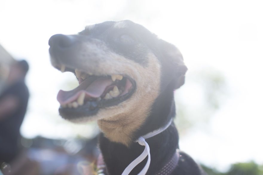 My Mom&#8217;s Dog Turned 15 So We Celebrated With A Puppy Ice Cream Party!