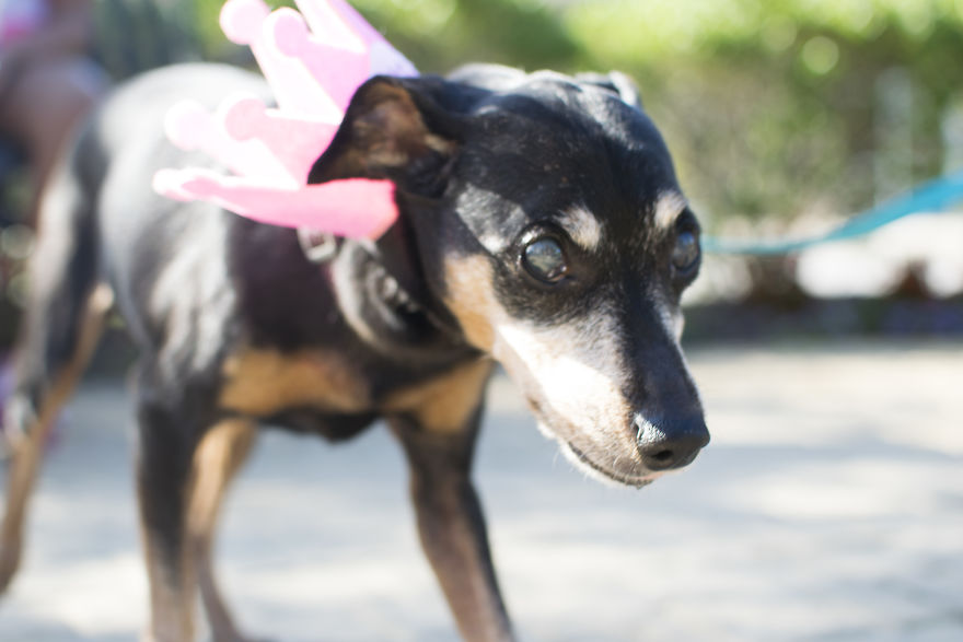 My Mom&#8217;s Dog Turned 15 So We Celebrated With A Puppy Ice Cream Party!