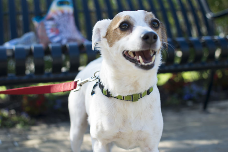 My Mom&#8217;s Dog Turned 15 So We Celebrated With A Puppy Ice Cream Party!