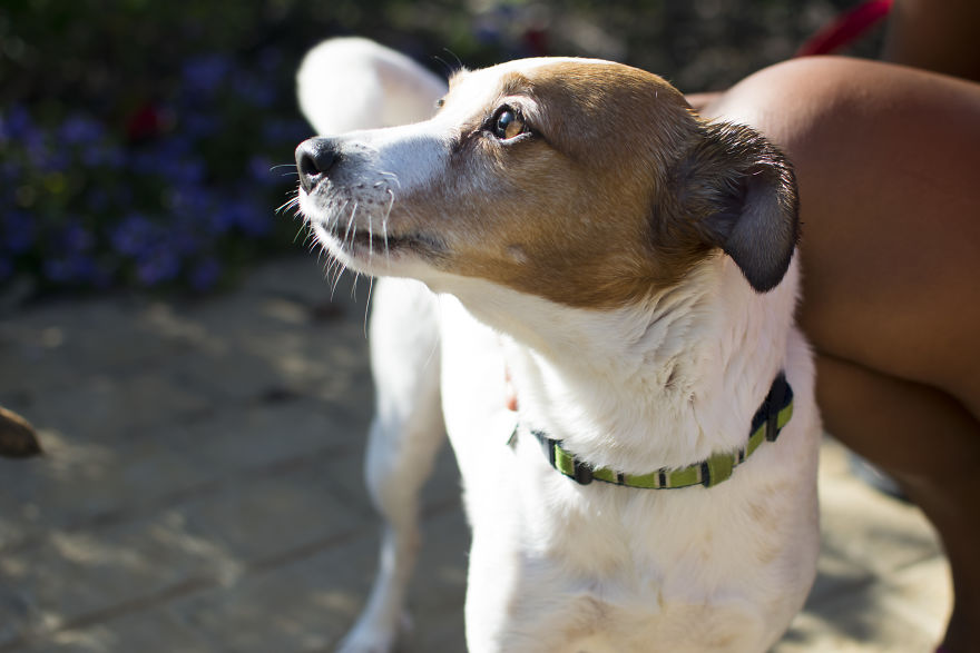 My Mom&#8217;s Dog Turned 15 So We Celebrated With A Puppy Ice Cream Party!