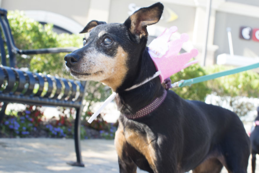 My Mom&#8217;s Dog Turned 15 So We Celebrated With A Puppy Ice Cream Party!